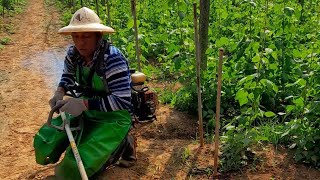 beans boy is live Use grass cutter to clean fast the beans plants satisfying asmr [upl. by Claiborne]