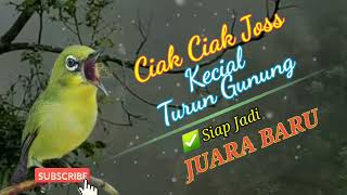 Ciak Ciak Joss Kecial Turun Gunung Siap Jadi JUARA BARU  MASTERAN KECIAL LOMBOK JUARA [upl. by Udale]