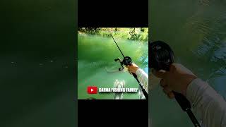 🎣 Silure attaque magique en surface 😱 fishing pêche silure bigfish [upl. by Yelsnik]