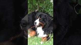 Cute dog 🐕 dog barking sound08k trending shorts [upl. by Atnwahs365]