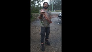 Pimpama River Mangrove Jack [upl. by Valerie50]