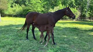 2Day old Vekoma Filly out of Allgotuptodance by Macleans Music This Filly was bred for Speed [upl. by Avron]