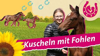 Süße Fohlen Lia auf dem Pferdehof  Mein Pferdesommer  SWR Plus [upl. by Julina]