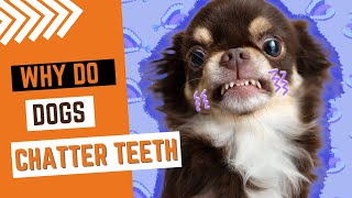 Why Do Some Dogs Chatter Their Teeth [upl. by Ahselet]