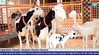 Bergerie Khadim Rassoul  Achetez un mouton moins cher [upl. by Vanthe]