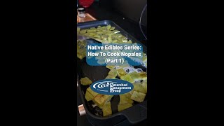 Native Edible Series 3 How To Cook Nopales Part 1 [upl. by Aline311]