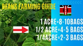 Beans farming guide Kenya [upl. by Attelrahs]