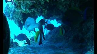 Hand Collecting Masked Bannerfish in the Coral Sea [upl. by Atinev273]