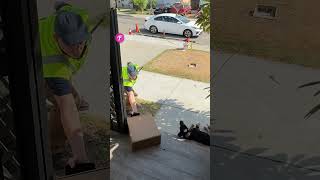 Delivery Guy Faces Off with a Sleeping Dog shorts [upl. by Jumbala981]