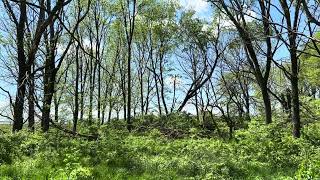 Sangamon County Illinois Poor Farm Cemetery 2024 [upl. by Shayne]