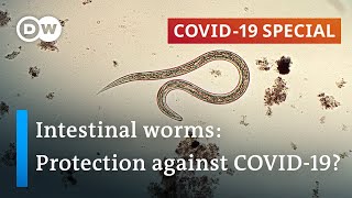 Coronavirus Are parasitic worms responsible for low fatality rates in Africa  COVID19 Special [upl. by Malda]