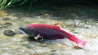 Best Wild Life Documentary  Salmon [upl. by Eide]