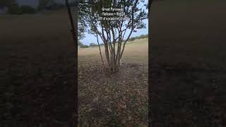 Great Pyrenees Release  Recall off of a Squirrel chase dogtraining greatpyrenees [upl. by Johnson20]