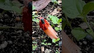 CRAZY STINKHORN FUNGUS looks dodgy 😂😂😂 paulstingray [upl. by Harima744]