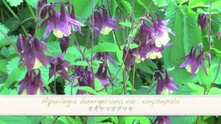 ポール・スミザー Aquilegia buergeriana var oxysepala オオヤマオダマキ [upl. by Orozco]