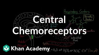 Central chemoreceptors  Respiratory system physiology  NCLEXRN  Khan Academy [upl. by Auqinat407]