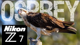 Nikon Z7  My BEST Bird Photography Session EVER [upl. by Phelps]