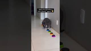 Eu nunca superei esse vídeo HAHAHAHgatocinza gatosfofos amogatos gatosdoinstagram trigatos [upl. by Haldes288]