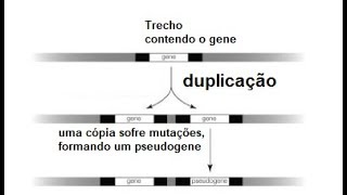 GBAP  Um Pseudogene Duplicado  Evidência da Evolução [upl. by Tirrej990]