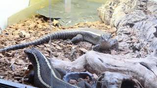 Giant plated lizard M validus banana feeding [upl. by Ahsekram]