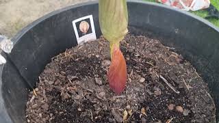 Growing Amorphophallus bulbifer flower [upl. by Rothschild]