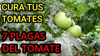 7 Plagas más comunes en plantas de tomate 🍅  Como combatir plagas en Tomates [upl. by Matuag]