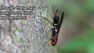 Pigeon Tremex Horntail – Natures Amazing Drill [upl. by Danya486]