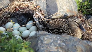 Duck Eggs Hatching  Duck Harvesting Eggs To Ducklings  🦆 [upl. by Enihpad753]