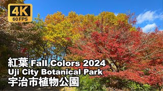 4K 紅葉  宇治市植物公園 Fall Leaves at Uji City Botanical Park Fall Leaves 2024 [upl. by Eerised]