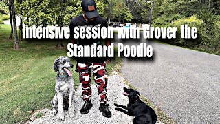 Full intensive Session with a Spazzy Fearful Unsocialized ￼Unneutered Standard Poodle [upl. by Scotney]