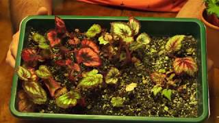 begonia cuttings [upl. by Ahsayn]