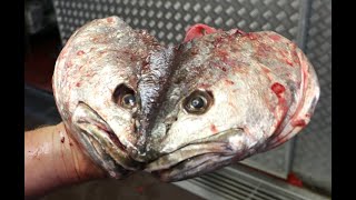 How to fillet a jewfish [upl. by Krawczyk721]