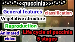 Pucinnialife cycle of pucciniaReproductionclassificationstructureAnimated video in Urdu lecture [upl. by Sielen]