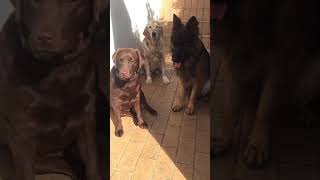 German Shepherd amp Golden Retriever vs Labrador  Which Is The Best Dog [upl. by Elohc]