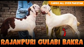 Rajanpuri Gulabi Bakra Available For Sale in PakistanCargo All Over PakistanContact 0331 4957619 [upl. by Jakie]