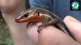 Catching a Speedy Fivelined Skink [upl. by Yrroc]