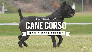 CANE CORSO MANS BEST FRIEND [upl. by Bryce]