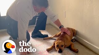 Guy Comes Home From Work With A Stray Dog  The Dodo [upl. by Esinet]