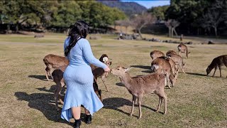 Nara Deer Park Japan  Walk [upl. by Oijres713]