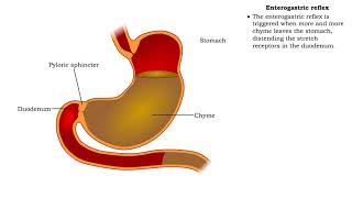 Stomach peristalsis amp Enterogastric reflex [upl. by Aved]