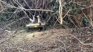 2024 Critter Feeder and Bird Feeder Watch Stream 2 [upl. by Ahsined293]