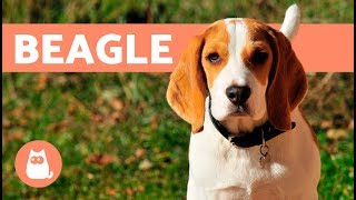 Beagle Dogs – History characteristics and training [upl. by Kooima521]