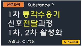 말초피부에서 통증 신호가 전달되는 과정 with 다양한 물질들 primary afferent nociceptor substance P [upl. by Reh]