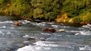 Katmai Brooks Falls Bear 32 chased bear 151 from the falls 09032024 [upl. by Harriott]