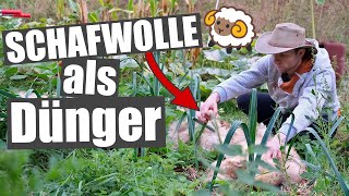 Mit Schafwolle im Garten richtig düngen 🐑 [upl. by Nollat]