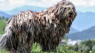 Bergamasco Pros and Cons to Owning a Bergamasco  Bergamasco Size and Weight [upl. by Rufena773]