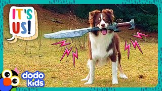 Sword Dog And Stick Dog Will Conquer The World  Dodo Kids  Its Me [upl. by Lisbeth274]