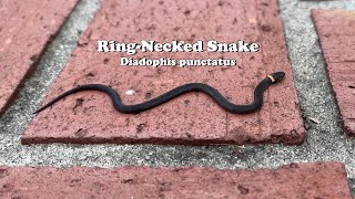 This is Diadophis punctatus  The RingNecked  Ringneck Snake [upl. by Keating]