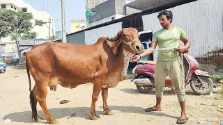 Top Quality pure Gir cow for sale in Hyderabad at salman bhai Dairy 7288899974 milkingcow [upl. by Llertnor]