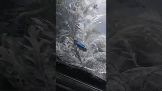 Baby betta fish 12 aquarium fish hobby [upl. by Terrill]